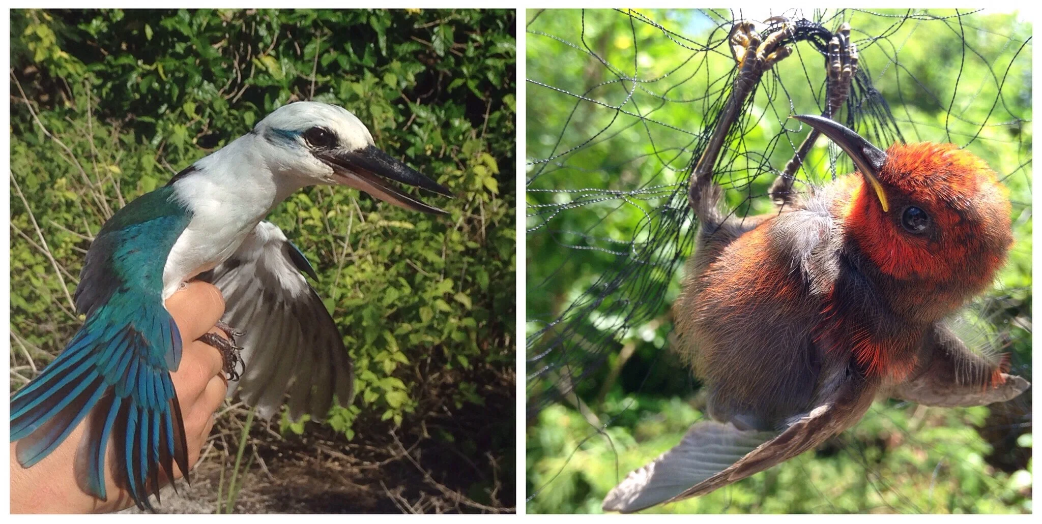 collared kingfisher and a juvenile micronesian honeyeater