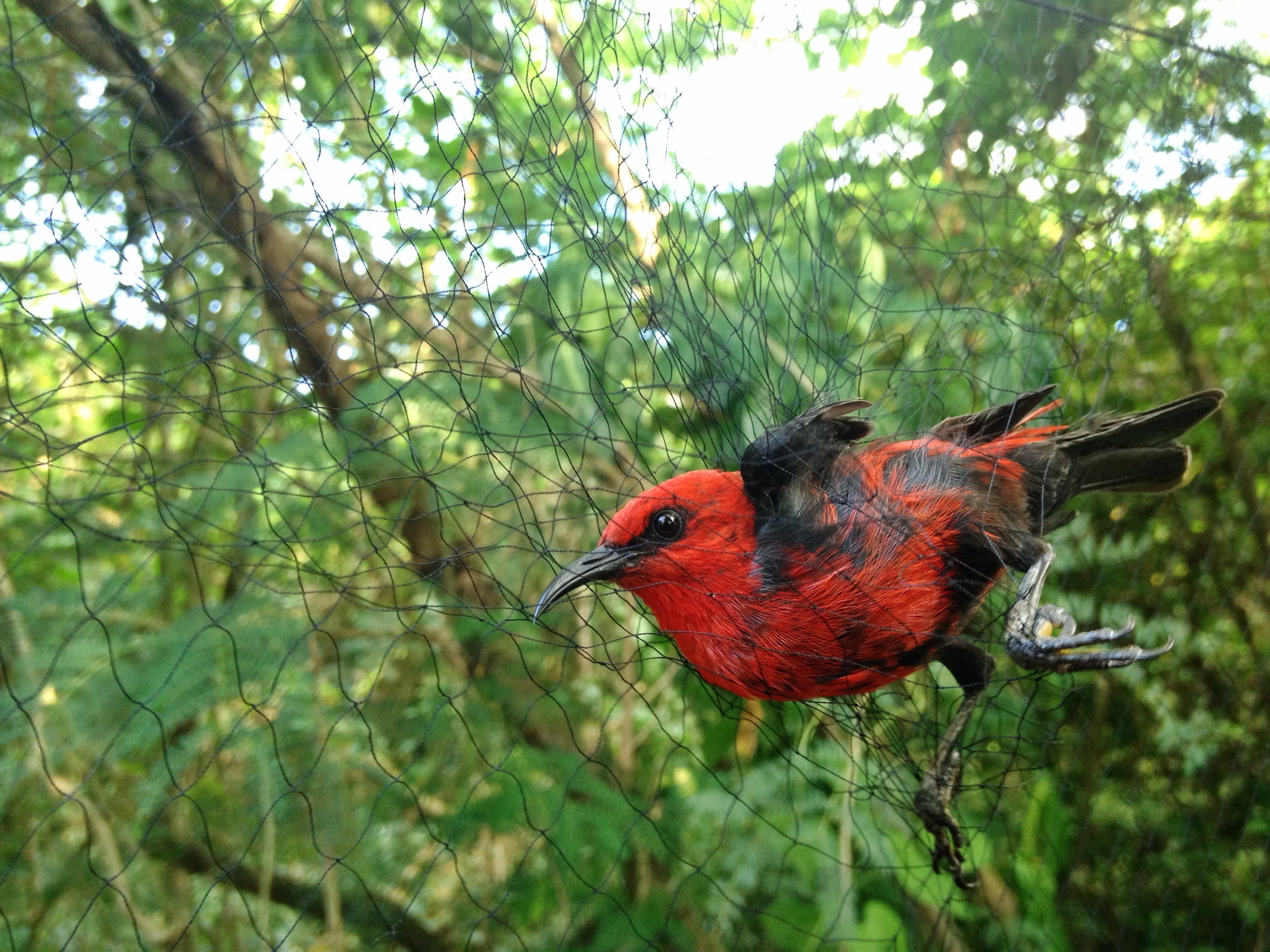  A brief visit from a micronesian honeyeater.&nbsp; (It wasn't a target species so it was admired then quickly released.) 