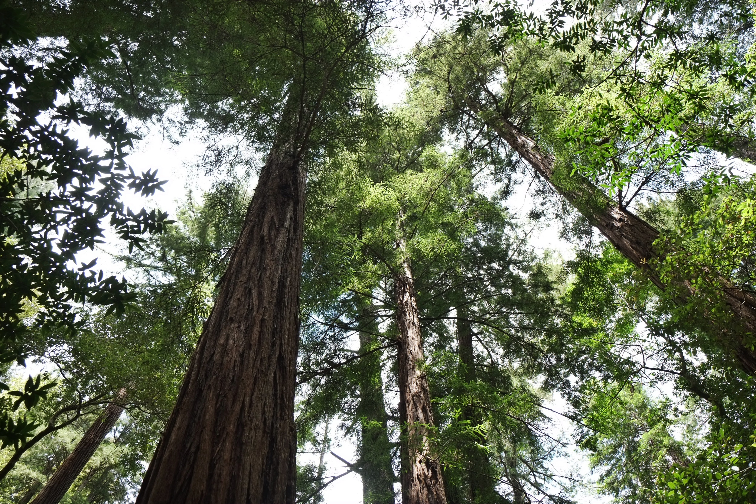  Muir Woods National Monument - coastal redwoods 