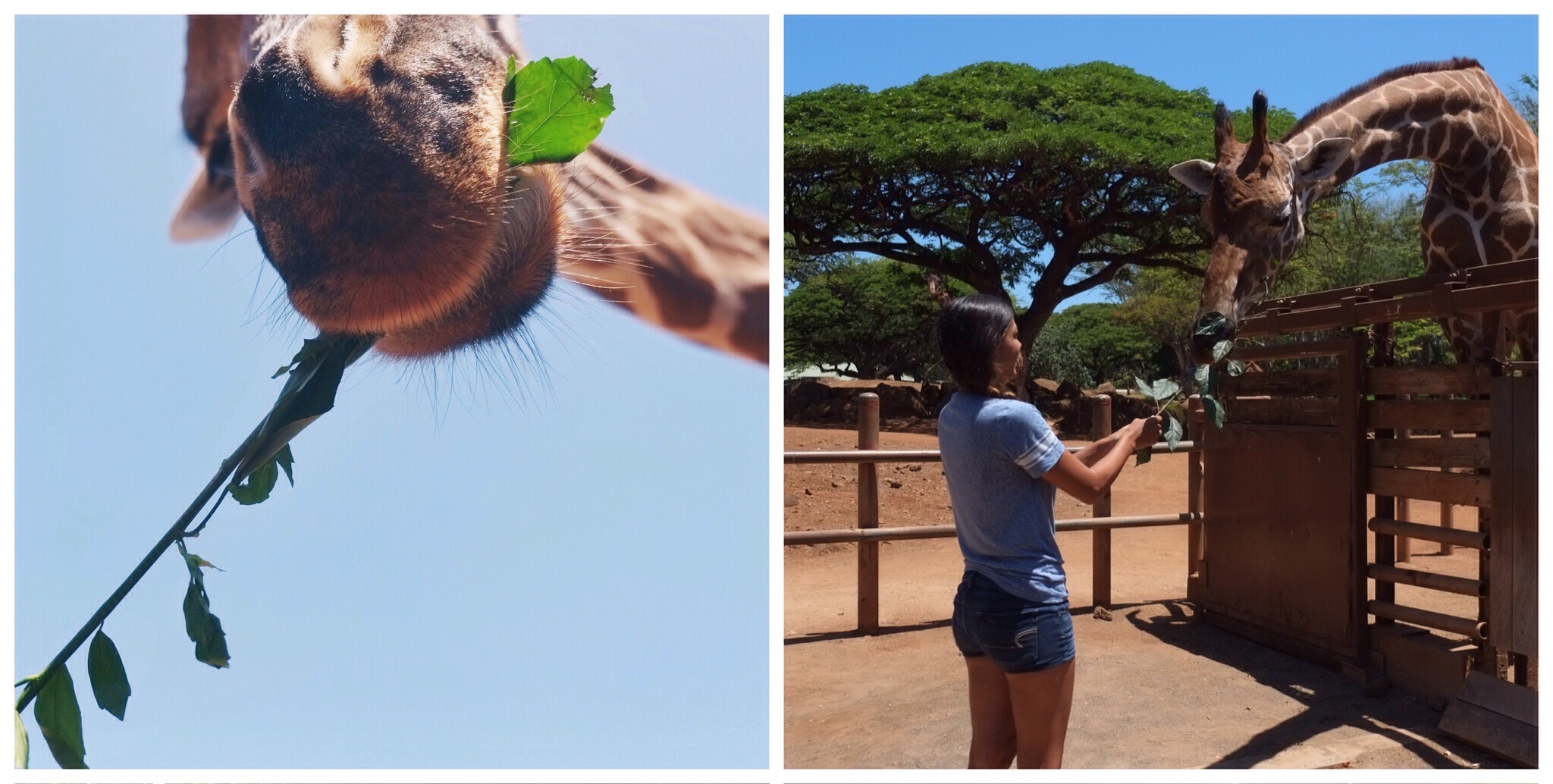  Honolulu Zoo - A giraffe's prehensile tongue is thought to be dark in color to prevent sunburns as it feeds on vegetation. 