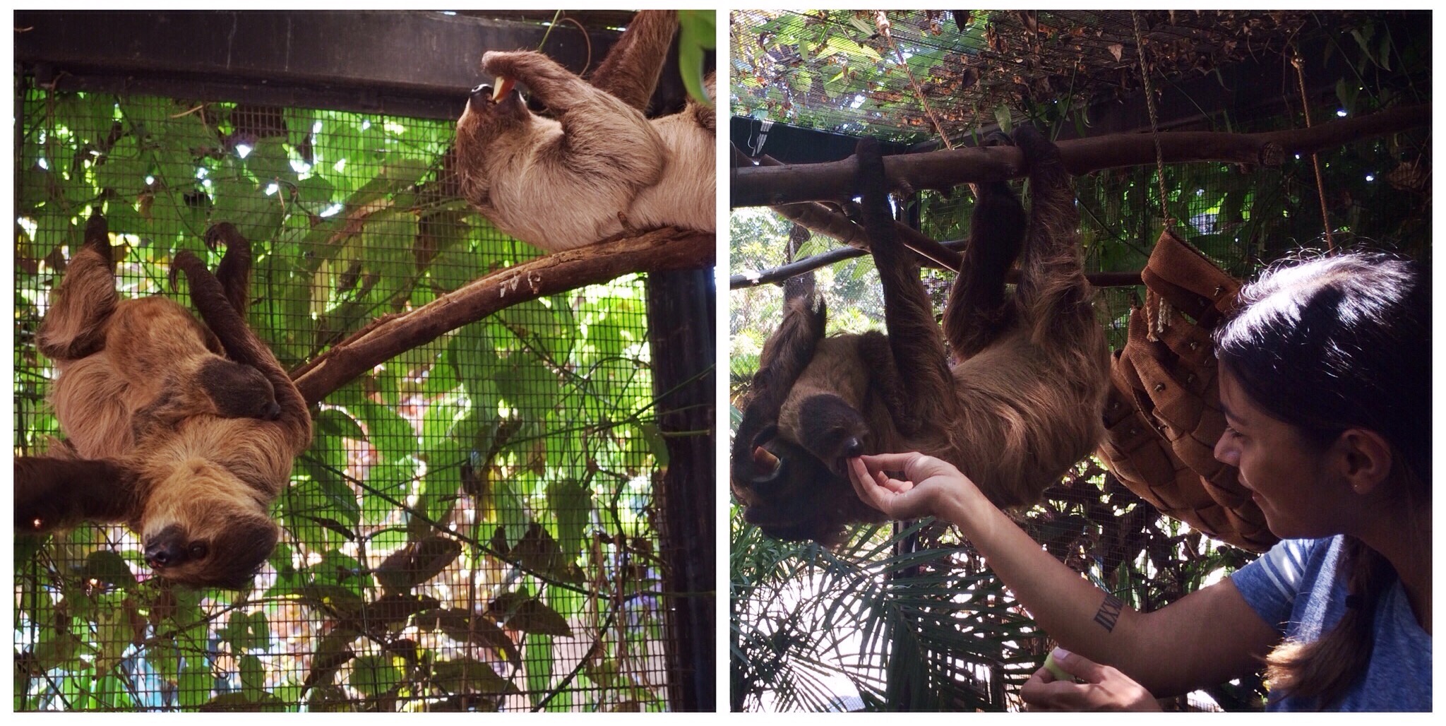  Honolulu Zoo - Harriet the Linnaeus's two-toed sloth introduced me to her offspring that was born in April '15. (Top ten favorite moments of my life.) 