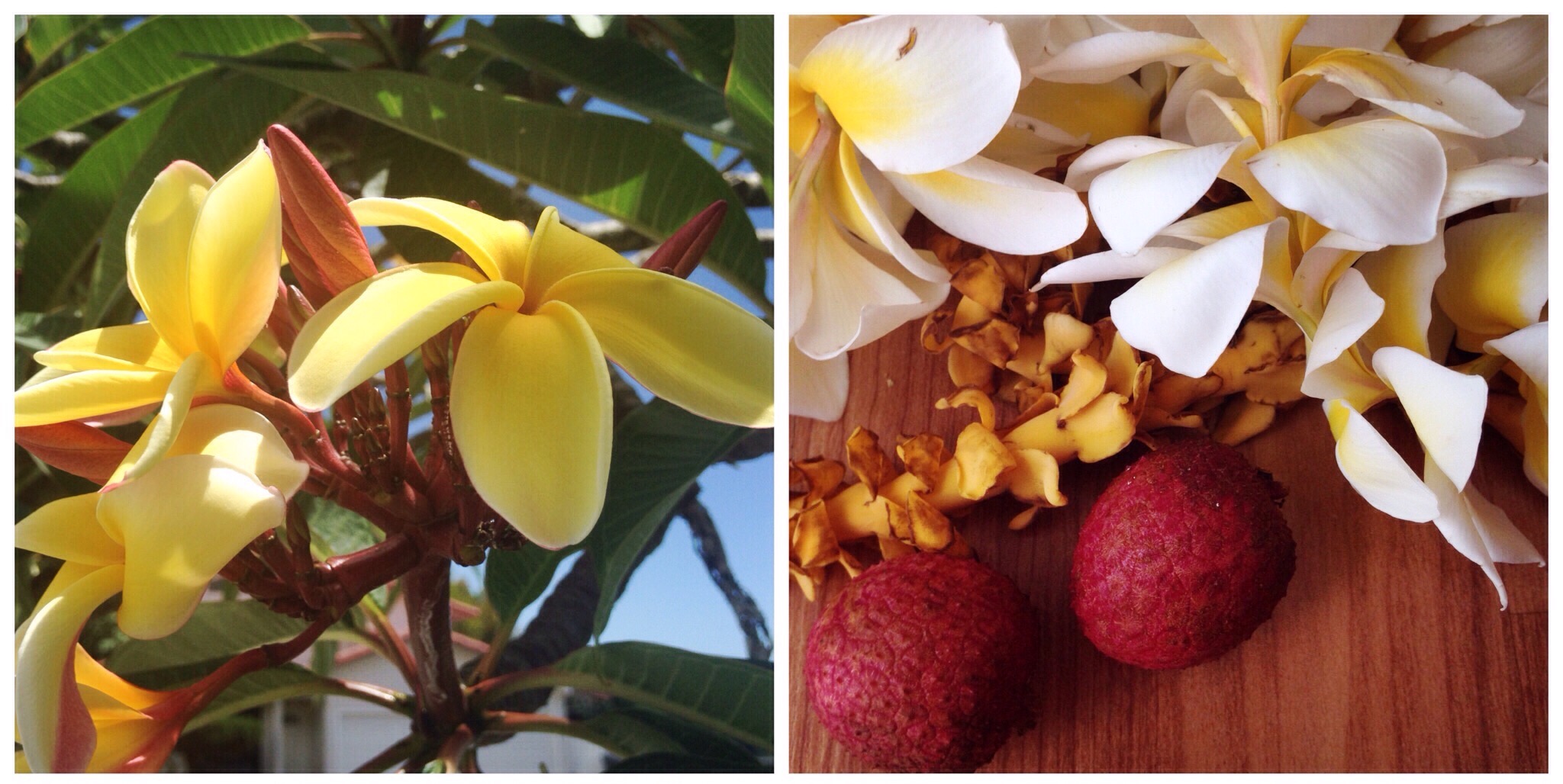  fragrant plumeria trees, leis, and lychees 