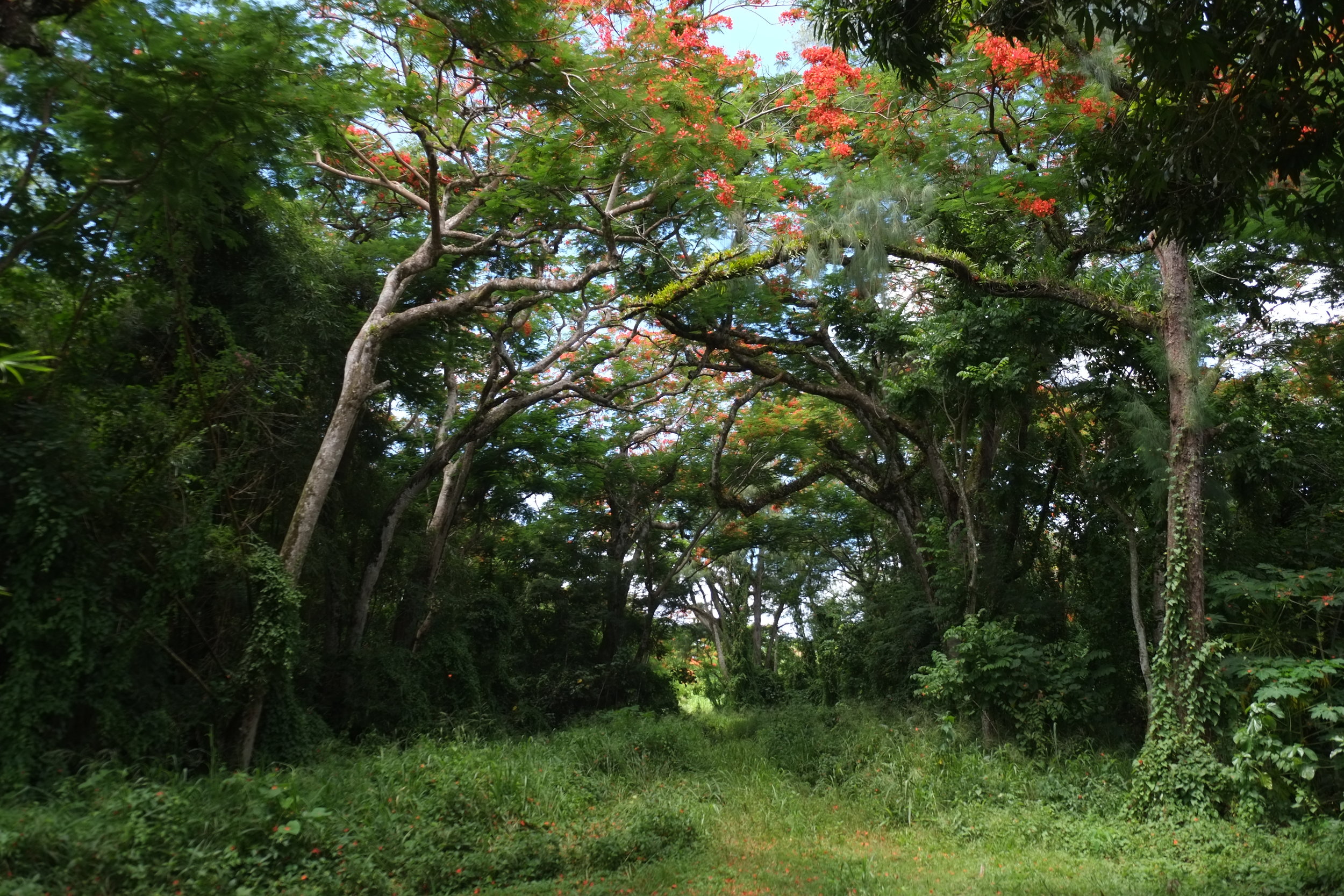  flame trees 