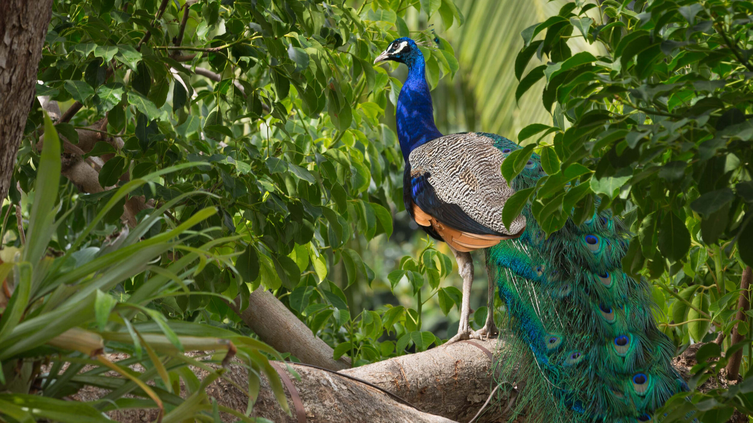 Zoo-Peacock.jpg