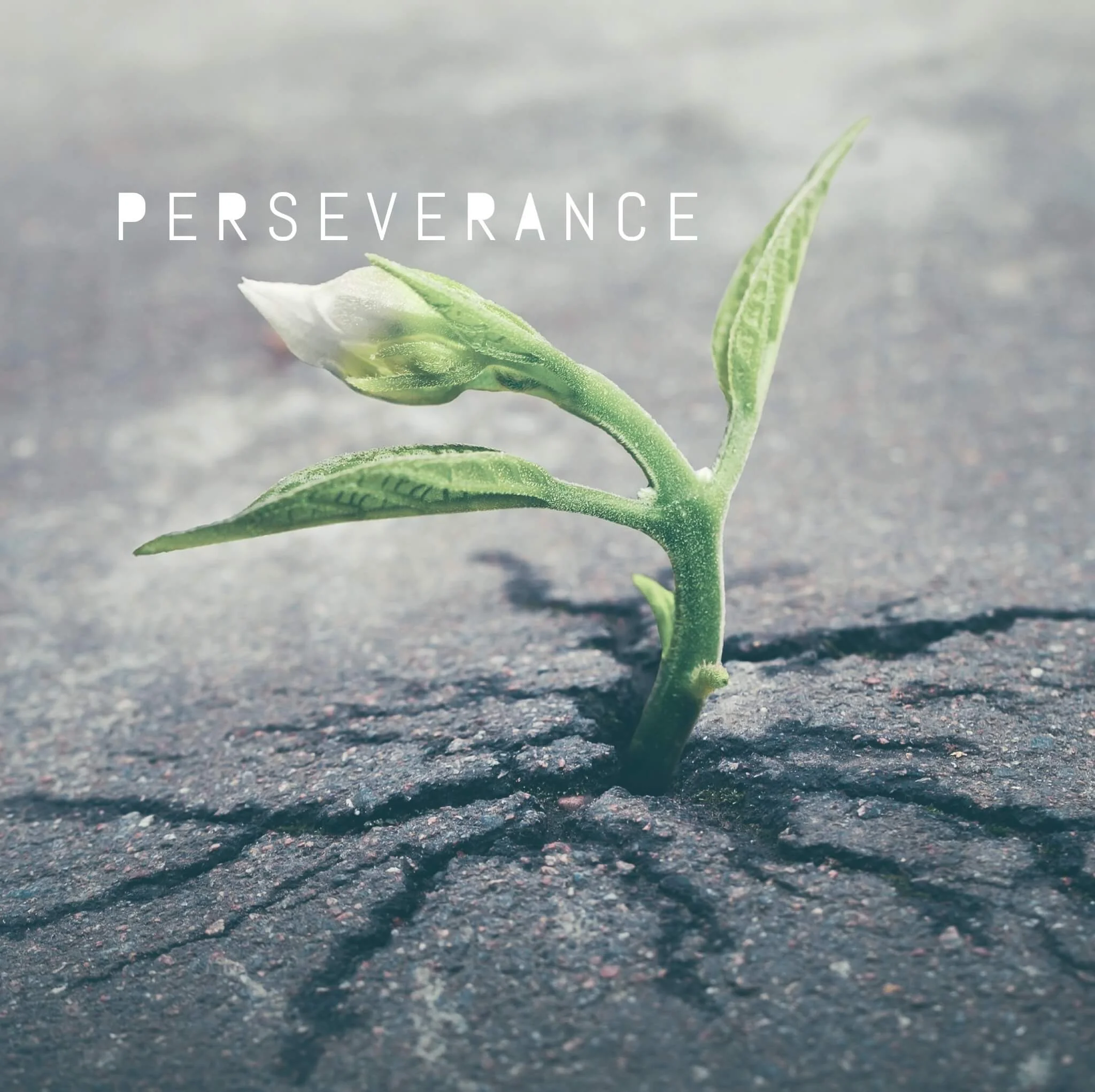 perseverance_Strength.jpg
