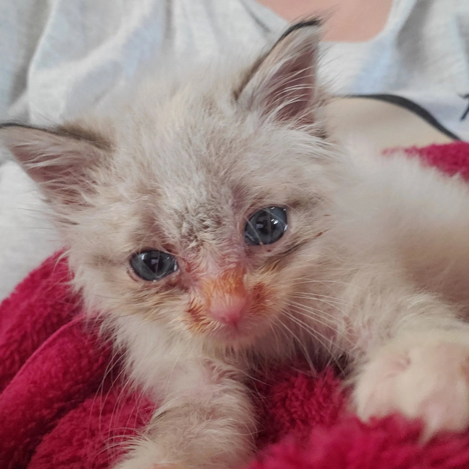 Sibling Sucking: What to Do if a Kitten is Nursing on a Littermate ...