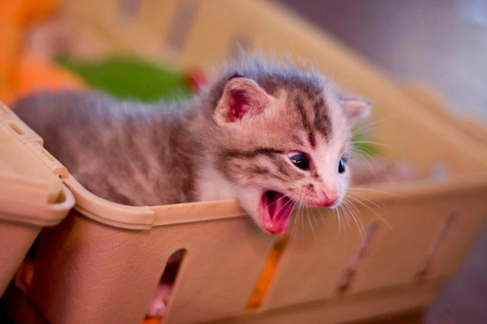 'Possum