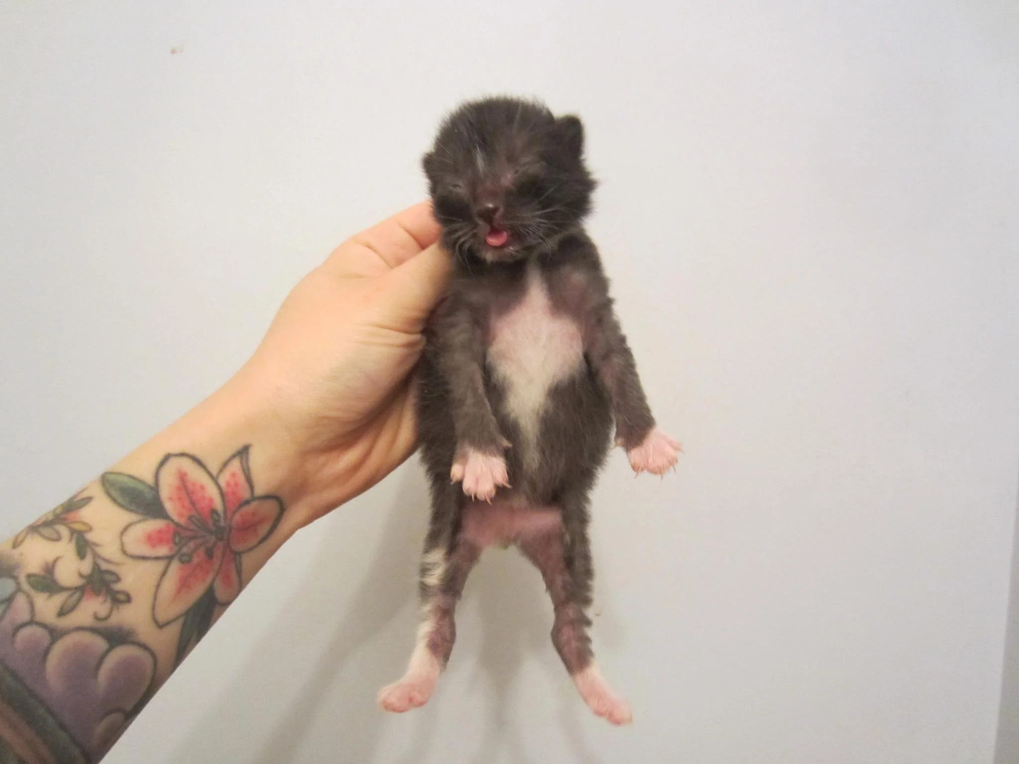Tiny Tux