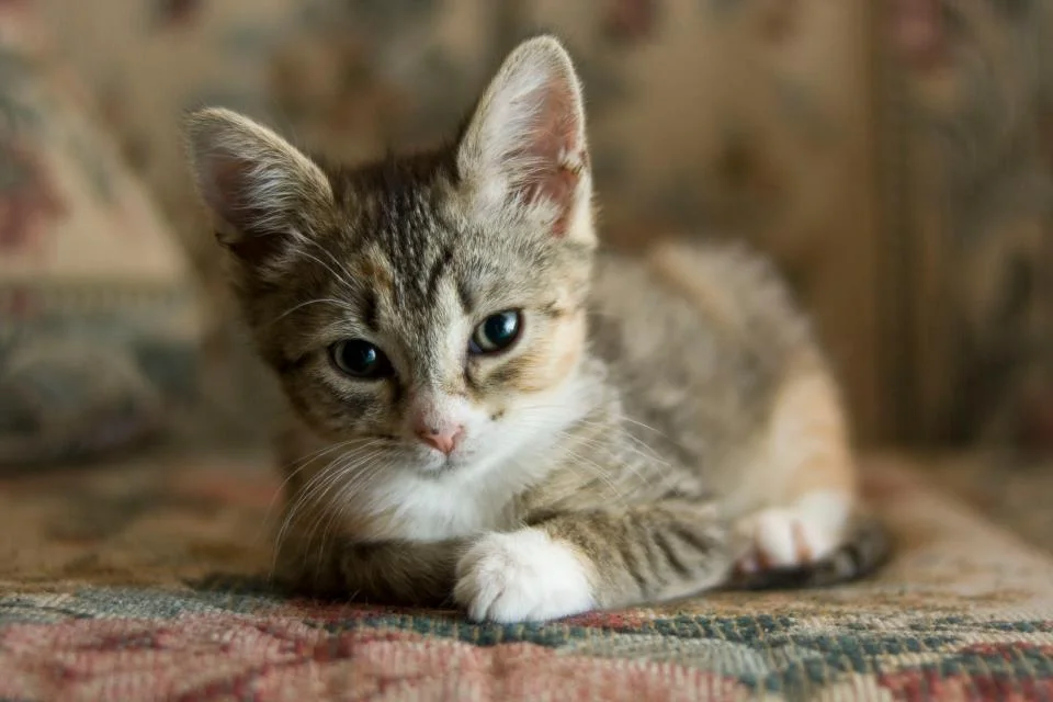 Little Miss