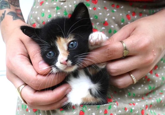 Lentil