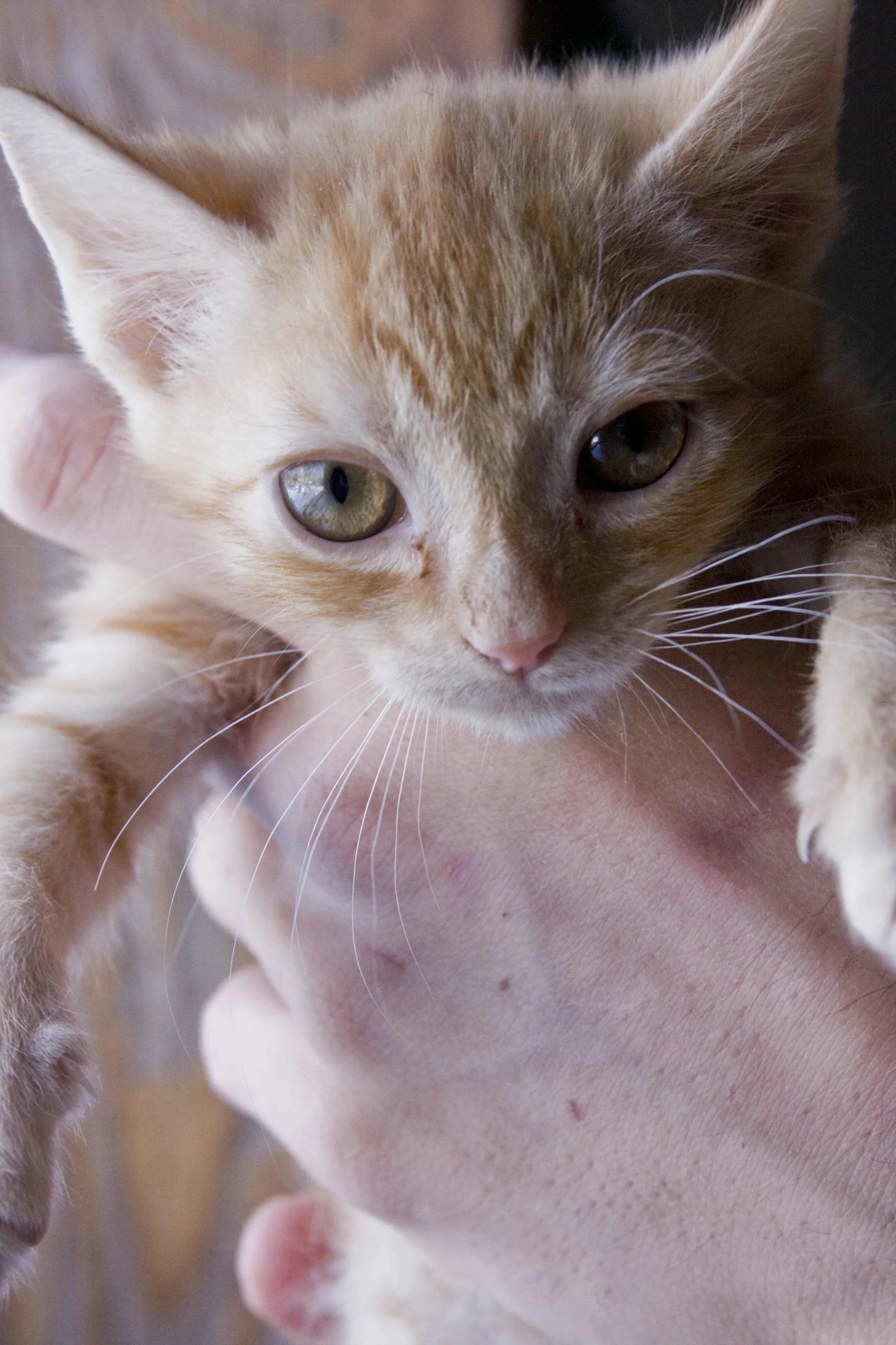 Miso