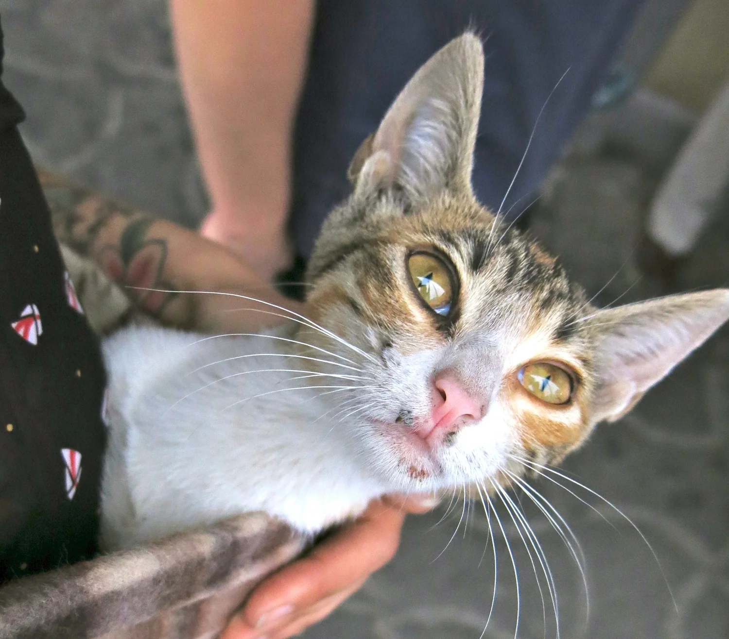 Gatita