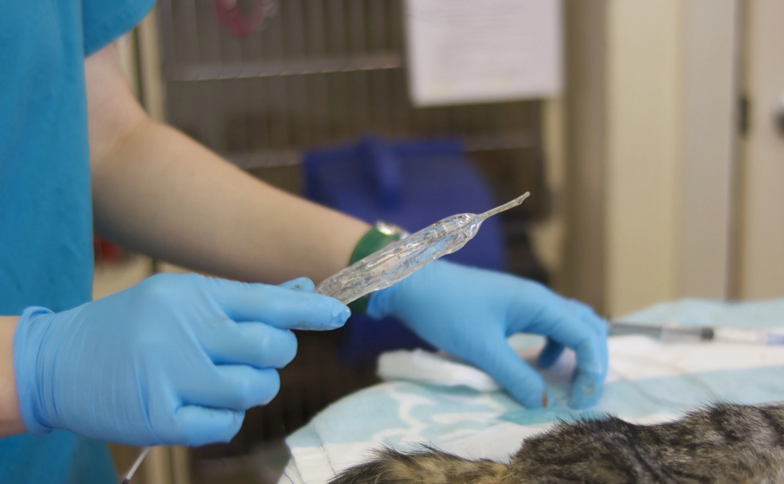 Marlin receives a balloon dilation to correct his congenital defect.