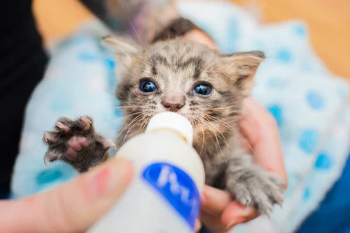 Bottle Feeding Kitten Lady