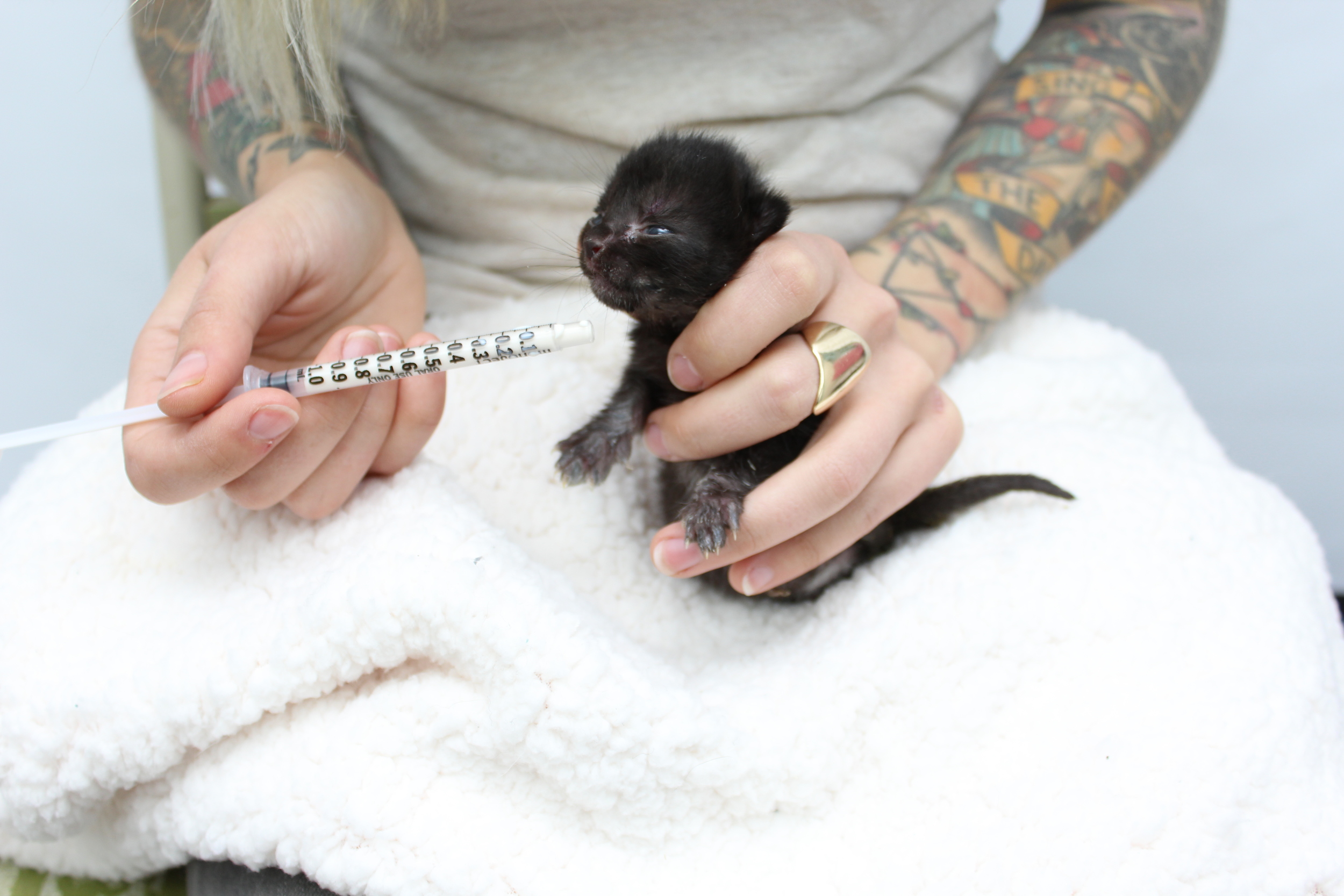 how to feed a day old kitten