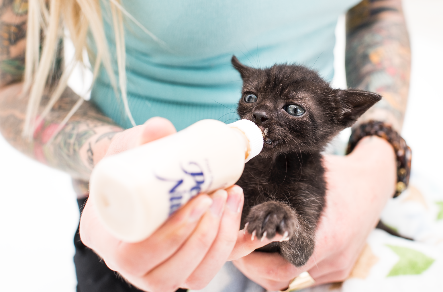 kitten carrier toy