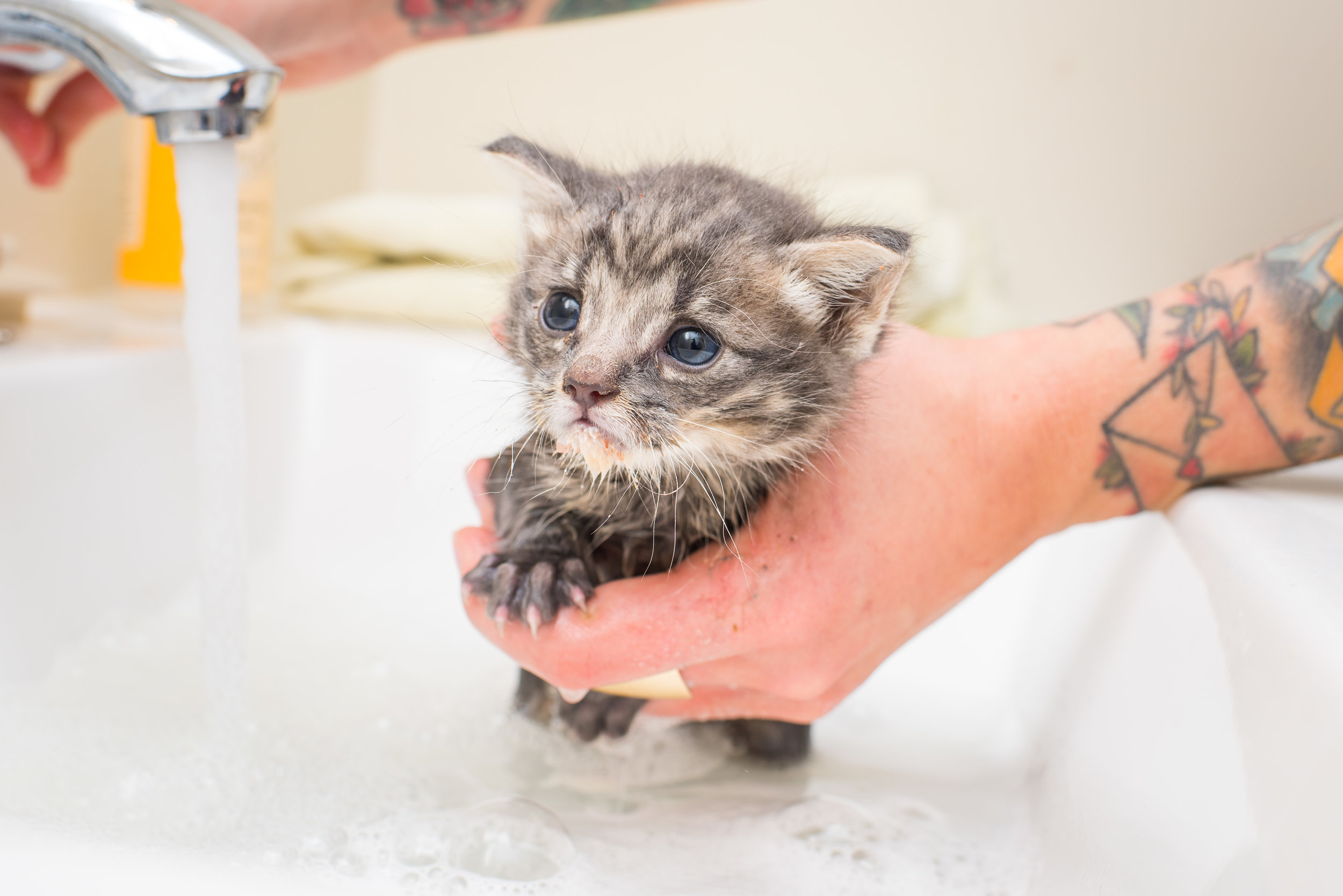 Можно мыть кошек мылом. Котенок моется. Мытье кота. Мытый котенок. Помытый кот.