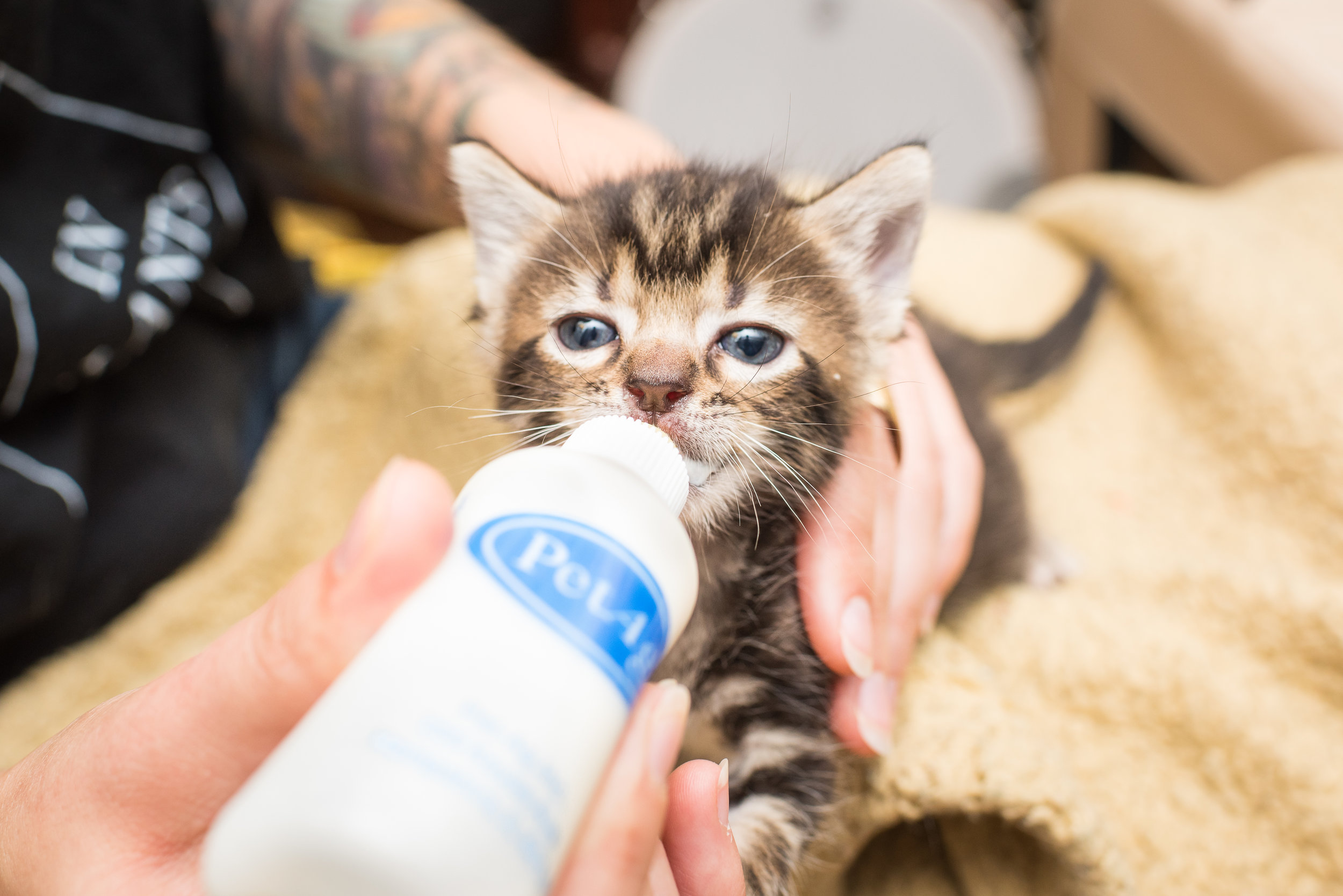 baby wipes safe for cats