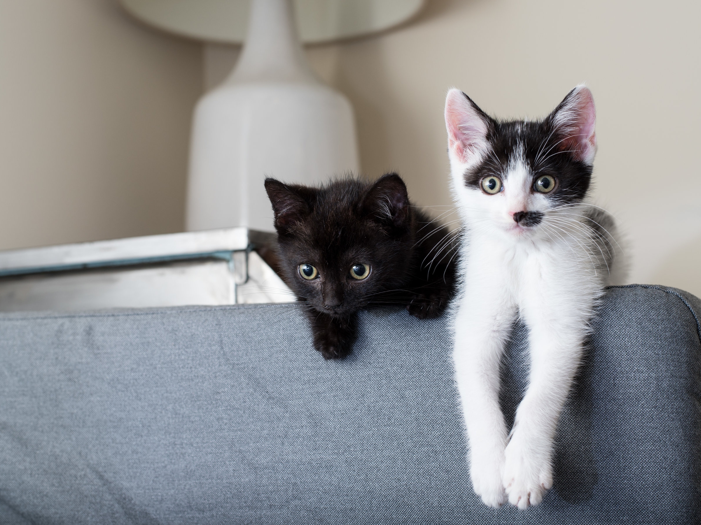 Munchkin hanging out with Banjo.