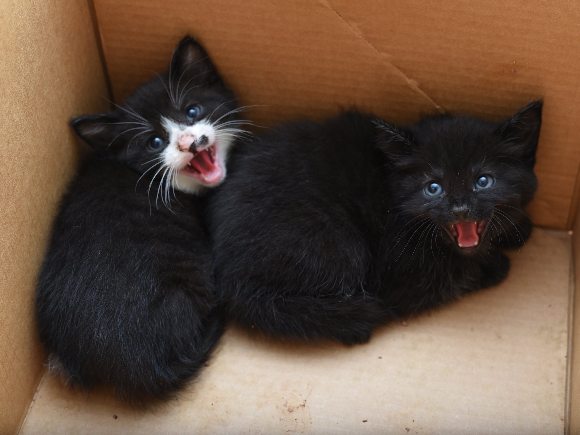 RAWR! Look at how feral and intimindating we were! (Riff on the left, Raff on the right.)