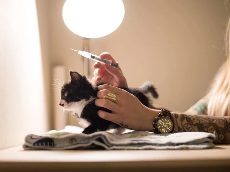 Riff receiving plasma therapy to fight Fading Kitten Syndrome. 
