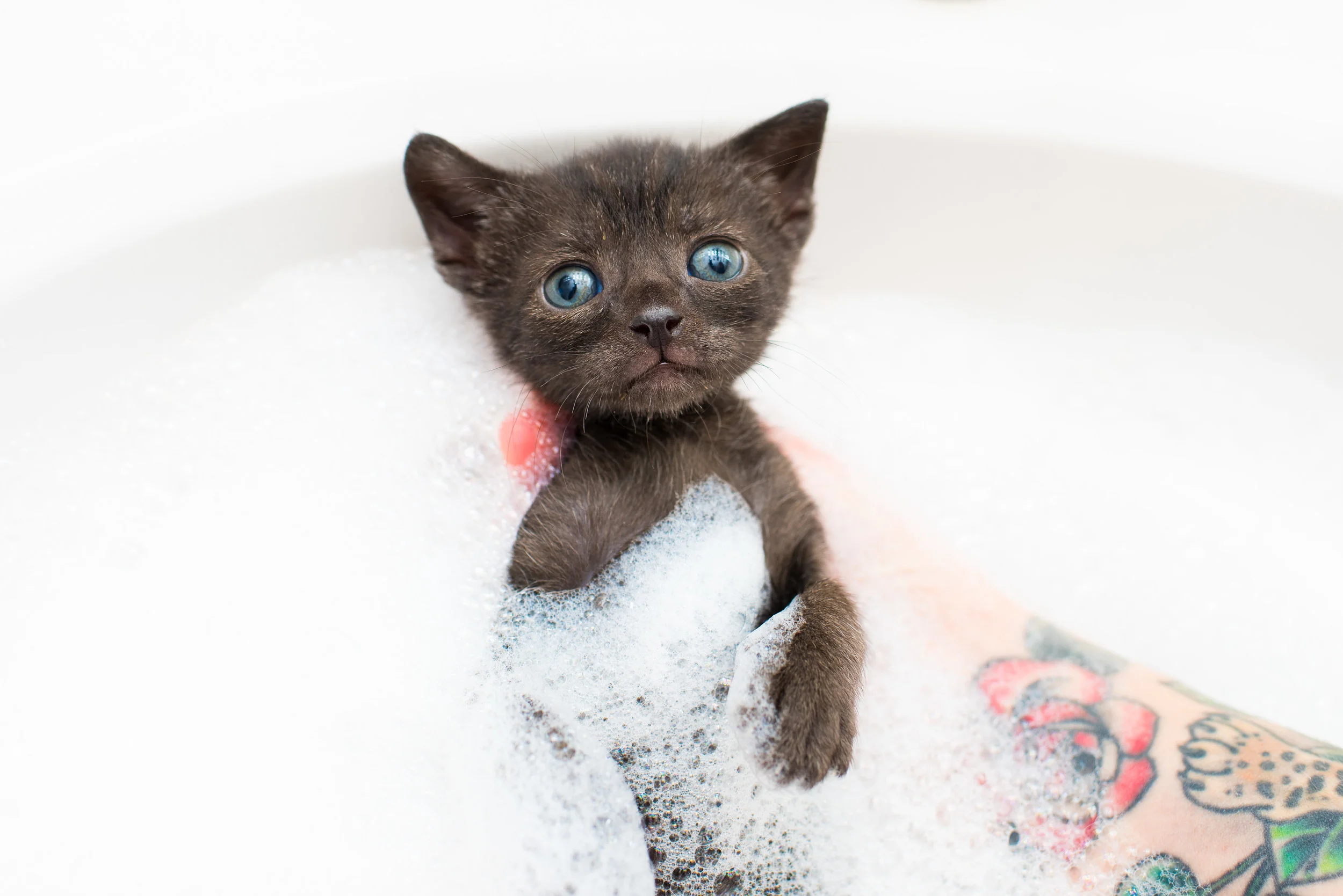 Finn