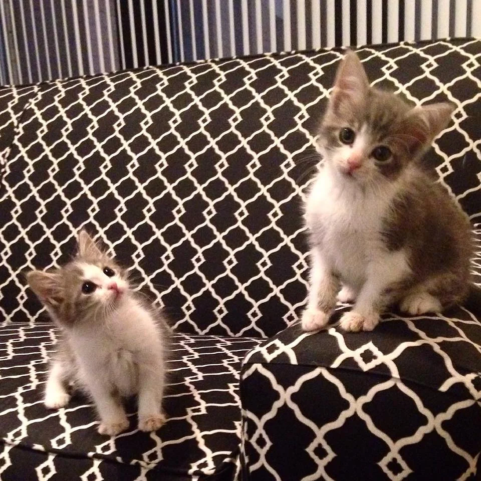 Frankie and Monster