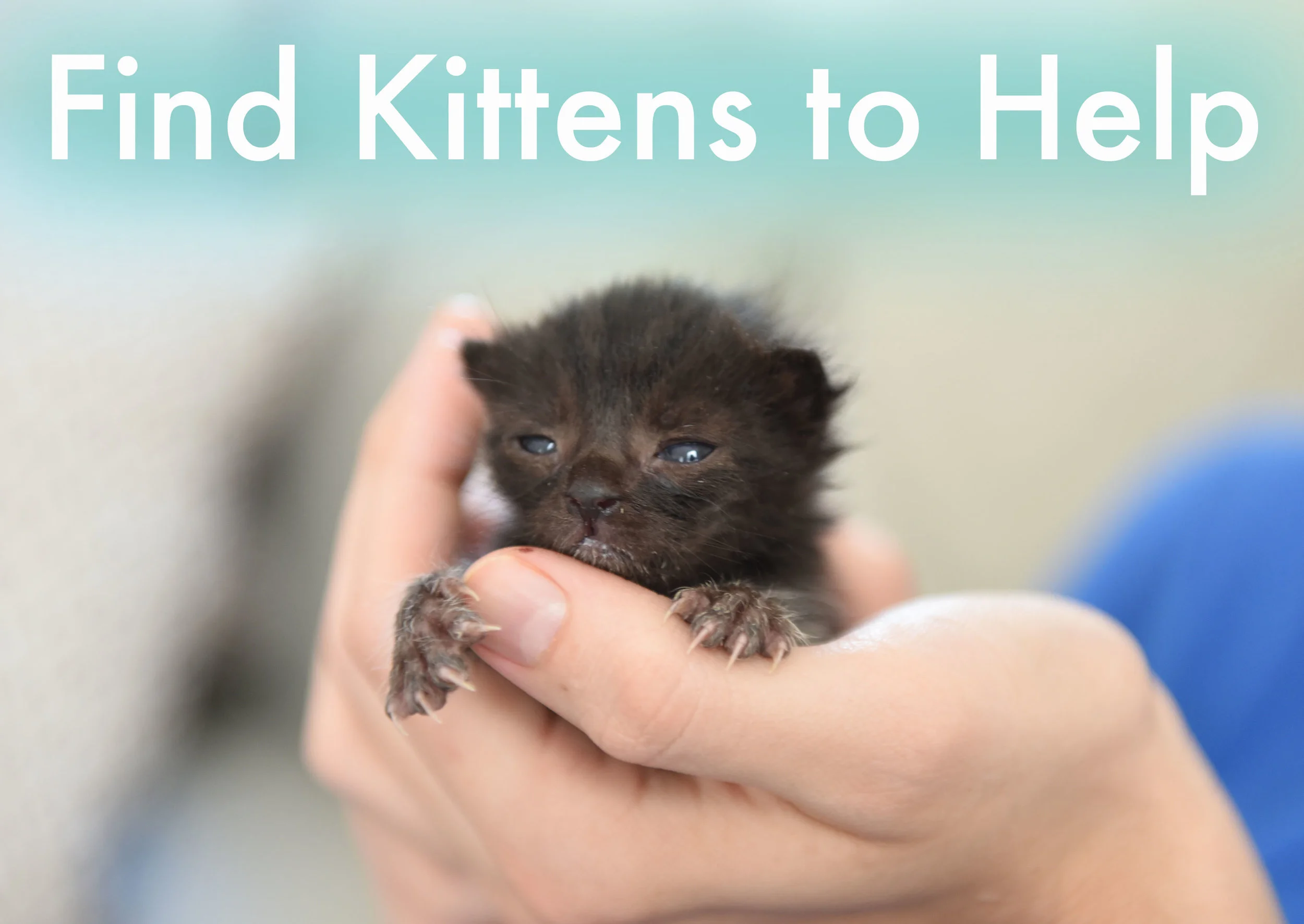 Getting Started — Kitten Lady