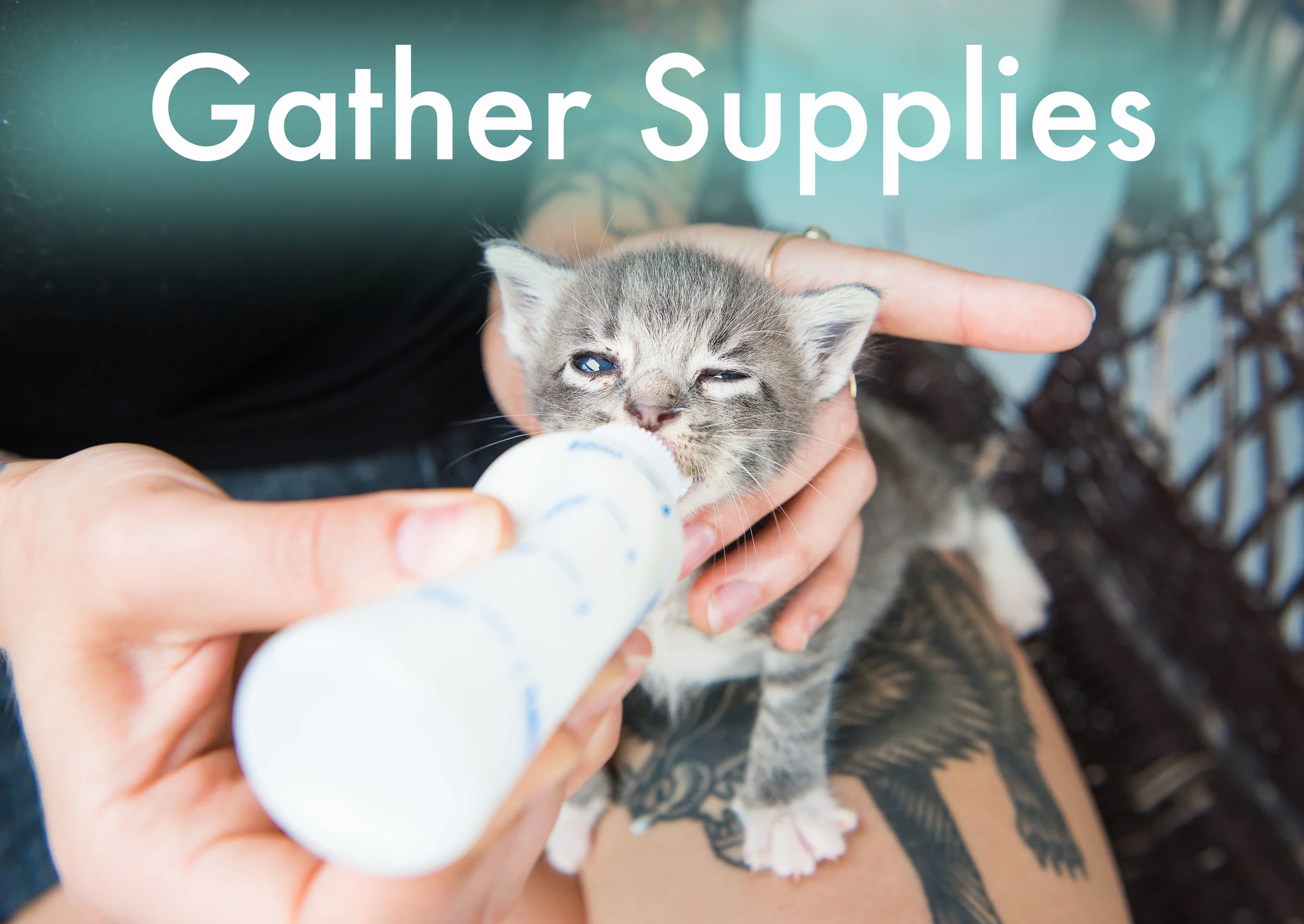 Getting Started — Kitten Lady