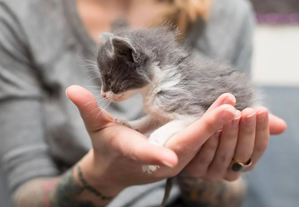 Small Fry prior to receiving her life saving treatments. 