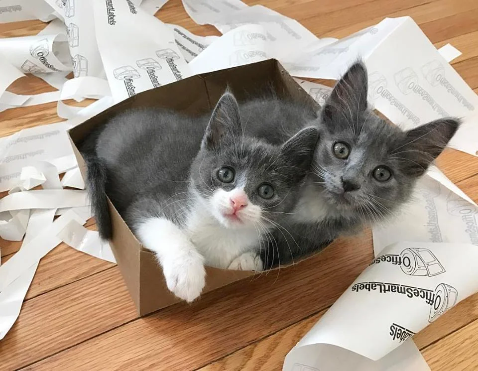 Last to leave the Kitten Lady nest were Small Fry and Poutine. You can watch them grow up over at SmallFryandPoutine .