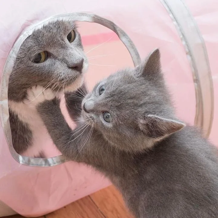 Latke and mama's boy, Chip were adopted together. You can follow their journey on Instagram at chipandmama .