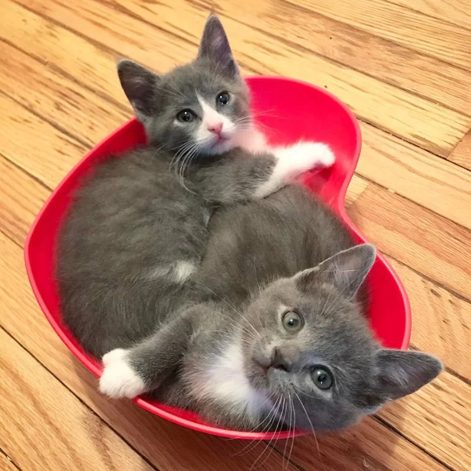 Next to go were sweet snugglesisters Yam and Gnocchi, and and their Instagram is YamandGnocchi .