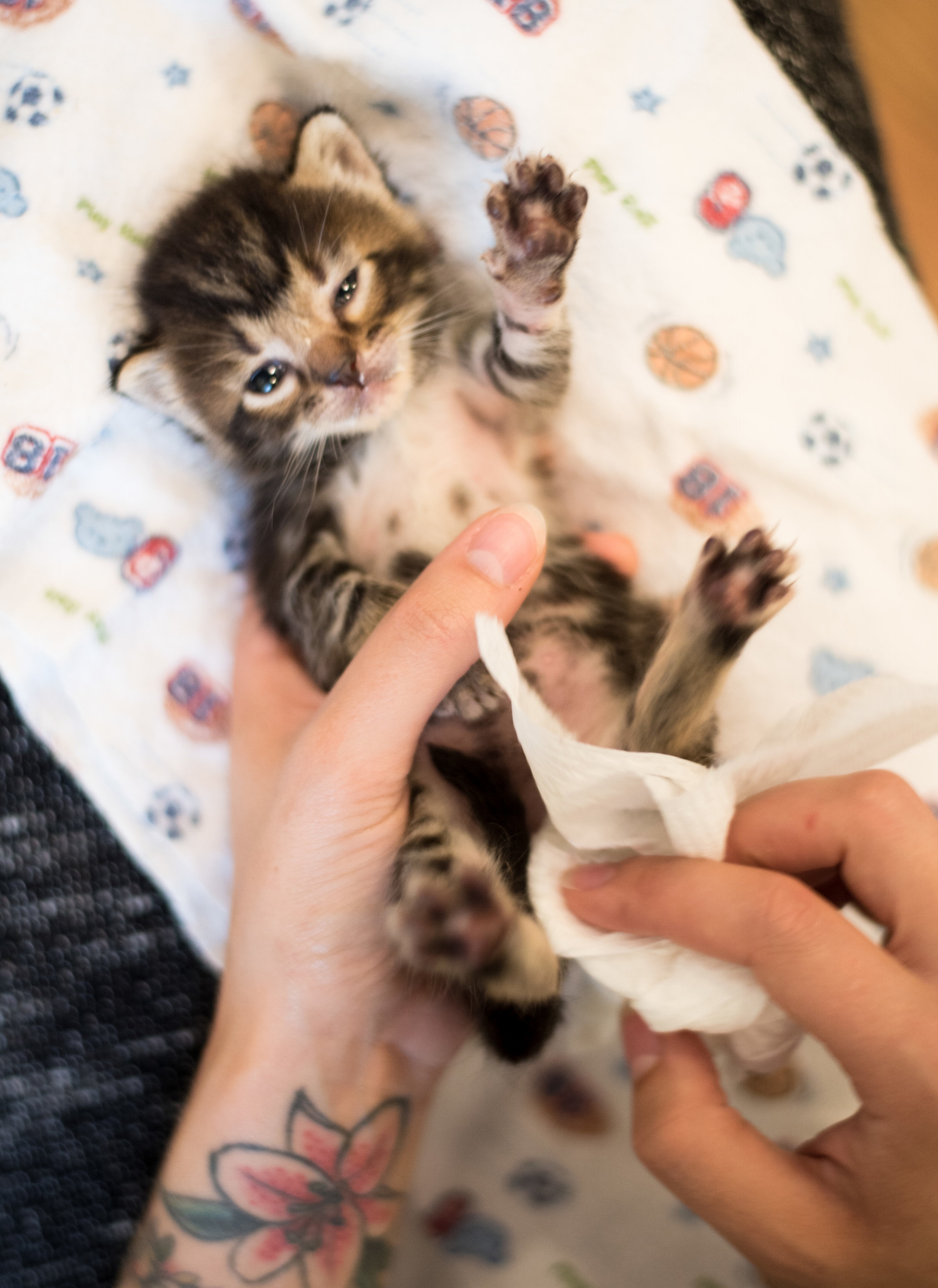 can you touch newborn kittens