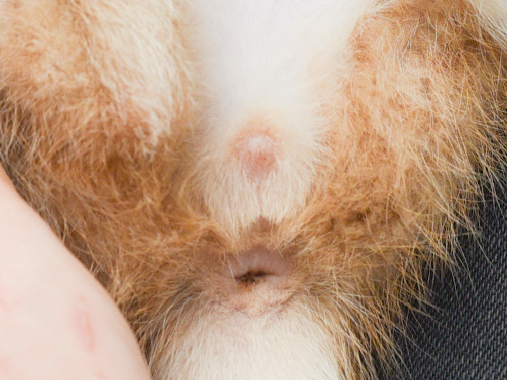 How to Determine the Sex of a Kitten — Kitten Lady