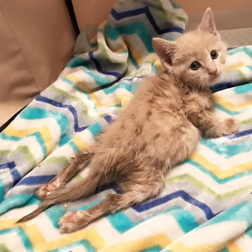 Chloe the day she was rescued.