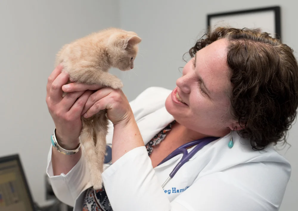 Staying On Track Kitten Lady Staying On Track Kitten Lady