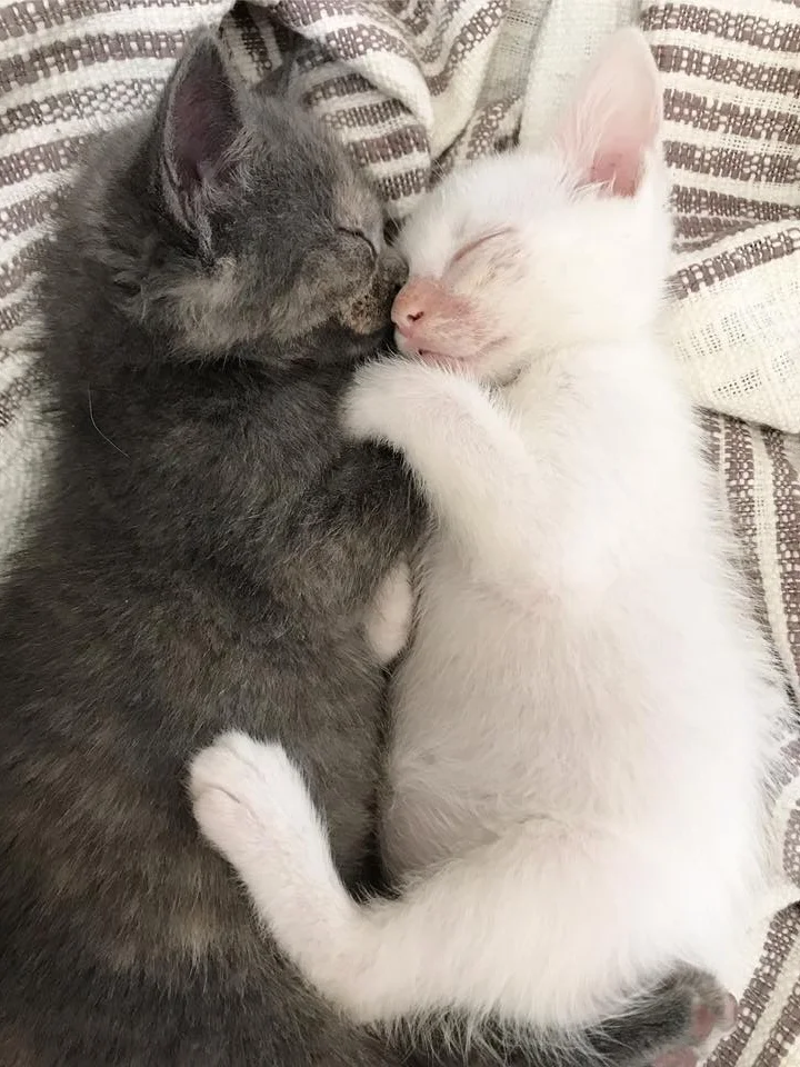 Snuggle buddies for life!