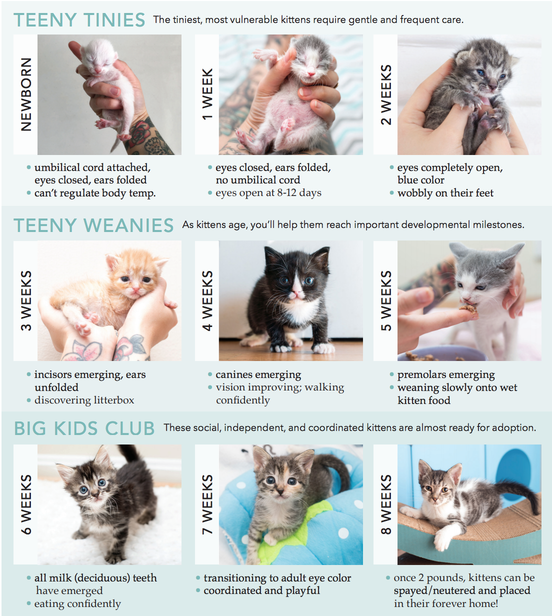 Orphaned Kitten Feeding Chart