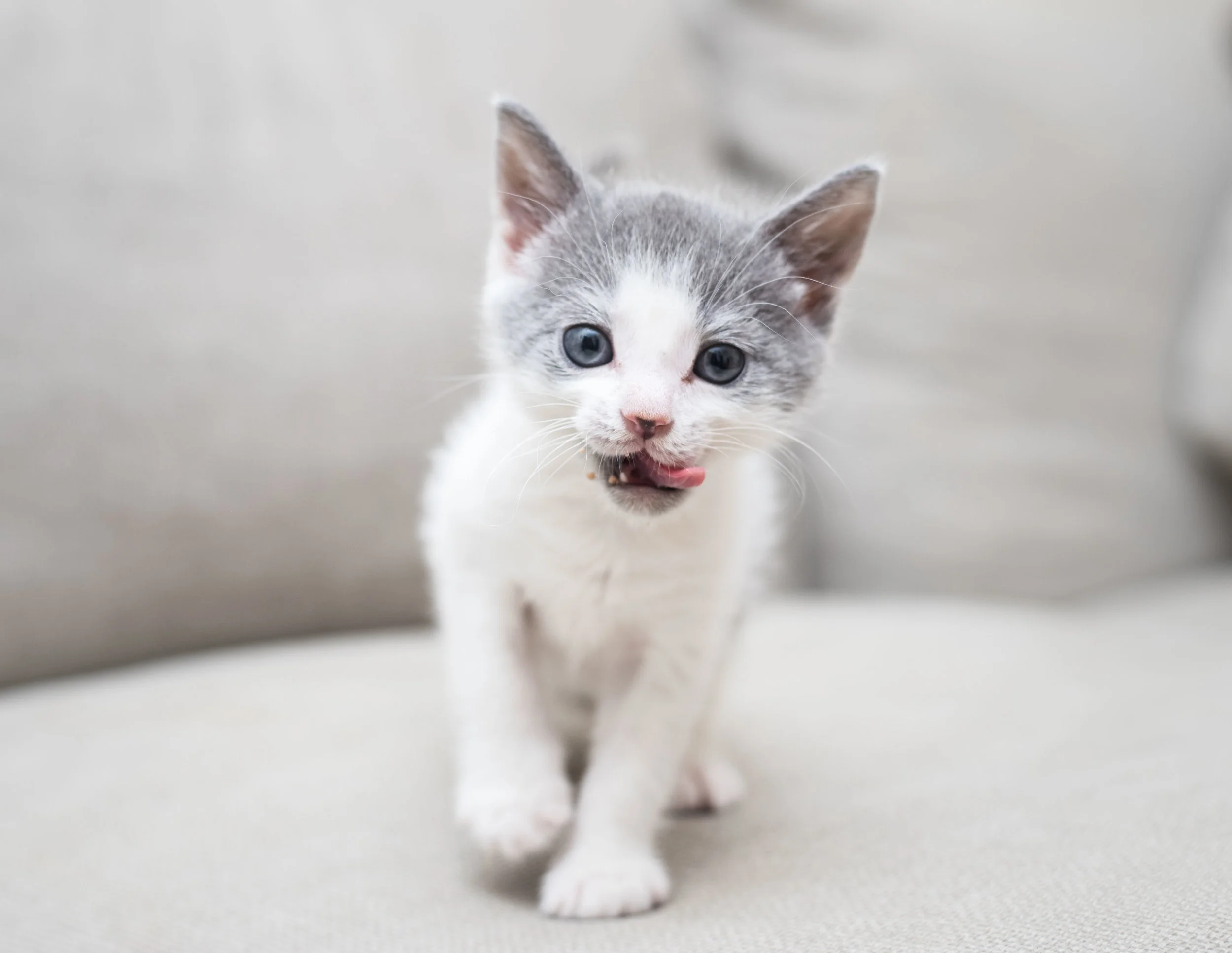 kitten lady feral cats