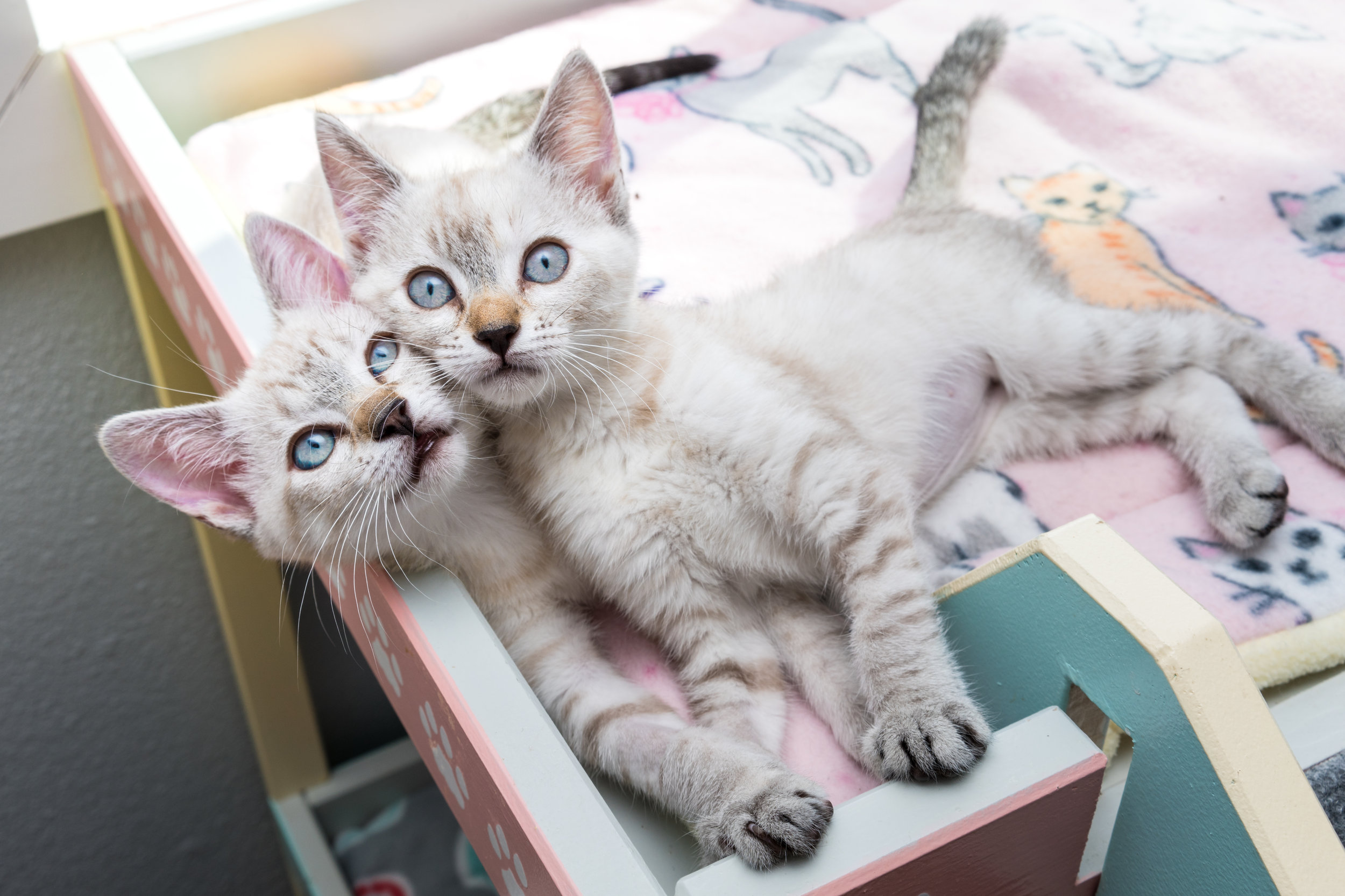 Why Two Kittens Are Better Than One — Kitten Lady