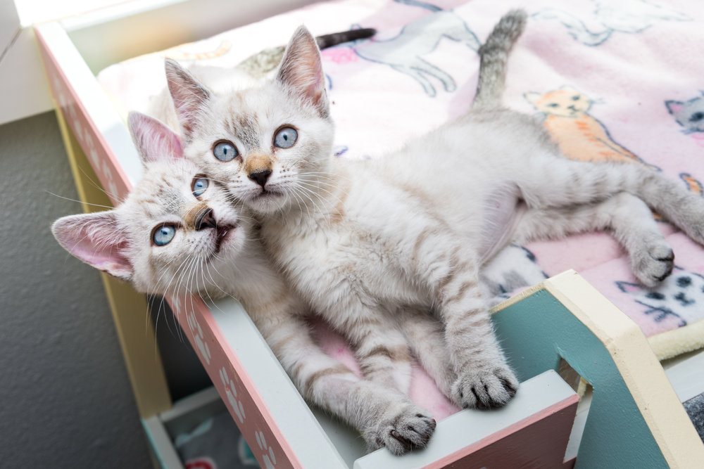 Are Two Female Kittens Good to Keep Together as Pets?