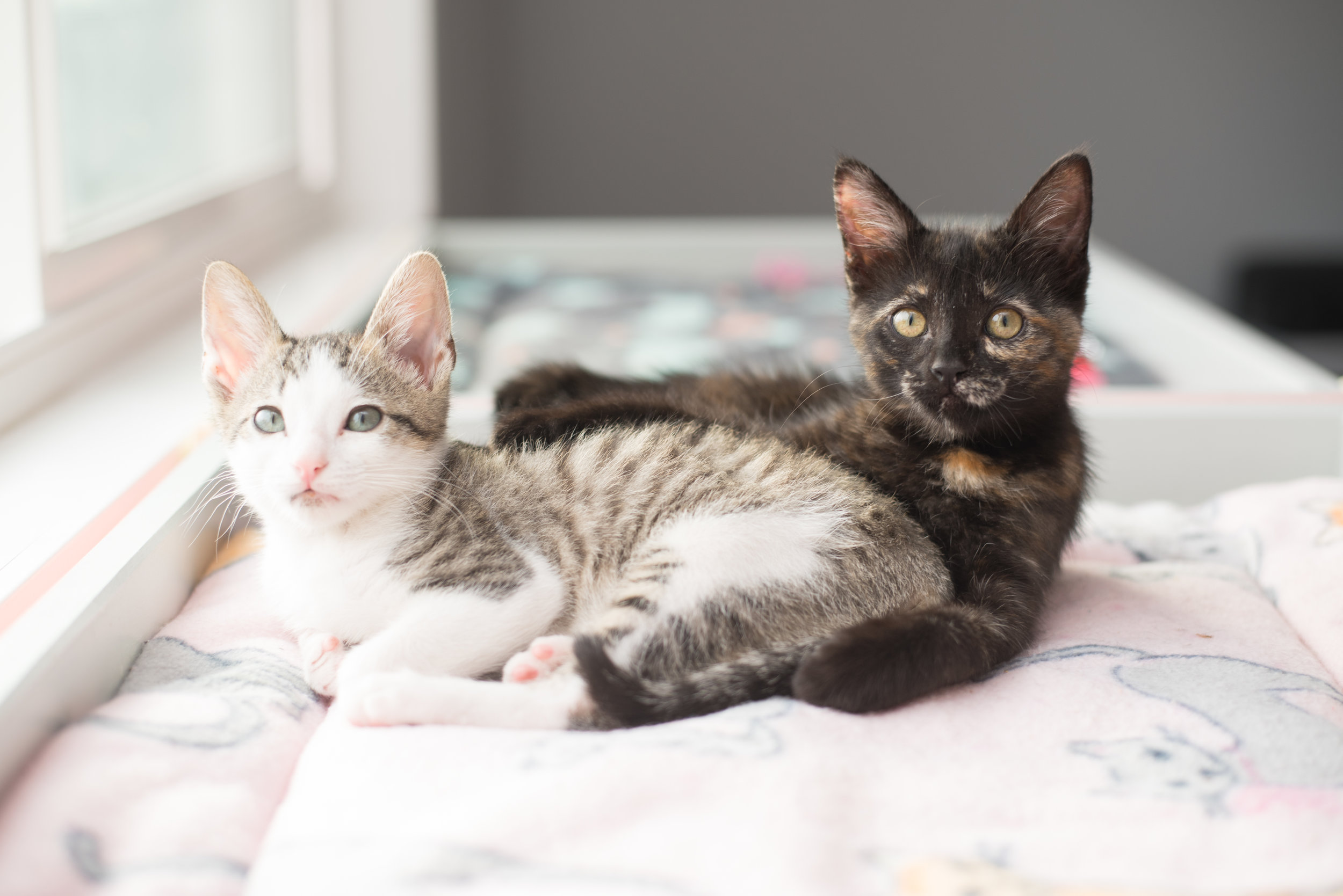 Why Two Kittens Are Better Than One 