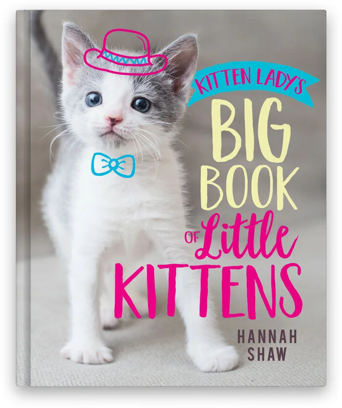 kitten lady tiny but mighty