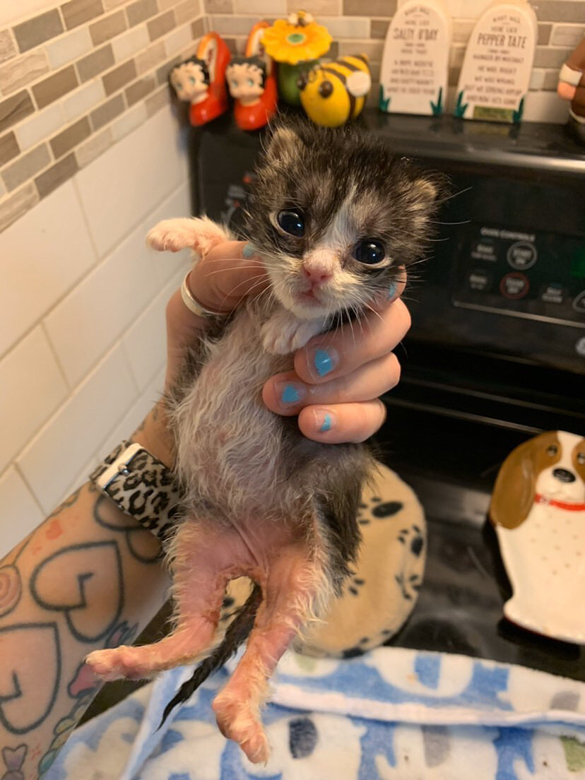 how do newborn kittens use the bathroom