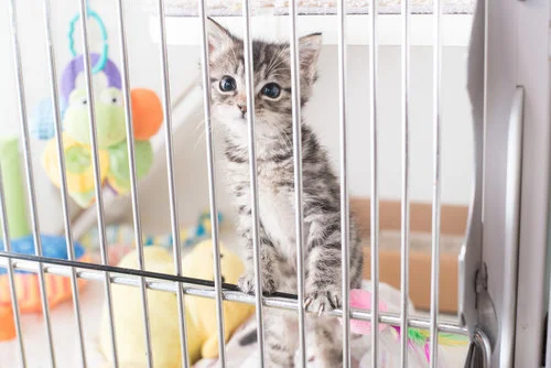 how to introduce kittens from different litters