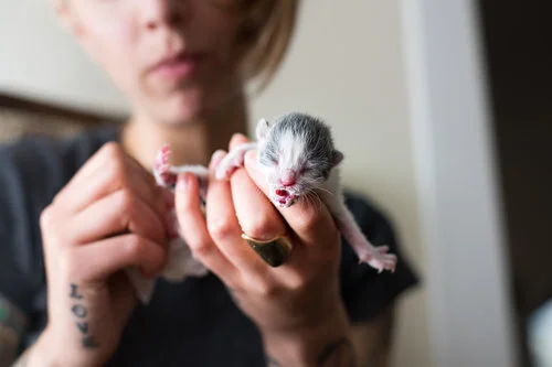 Stimulating Kittens