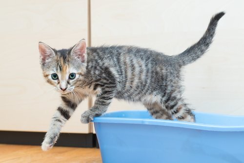 Age Kittens Start Using Litter Box