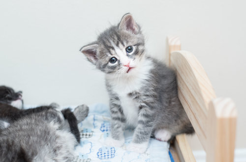 How to Determine a Kitten's Age — Kitten Lady