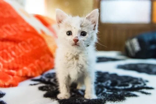 flea treatment for young kittens